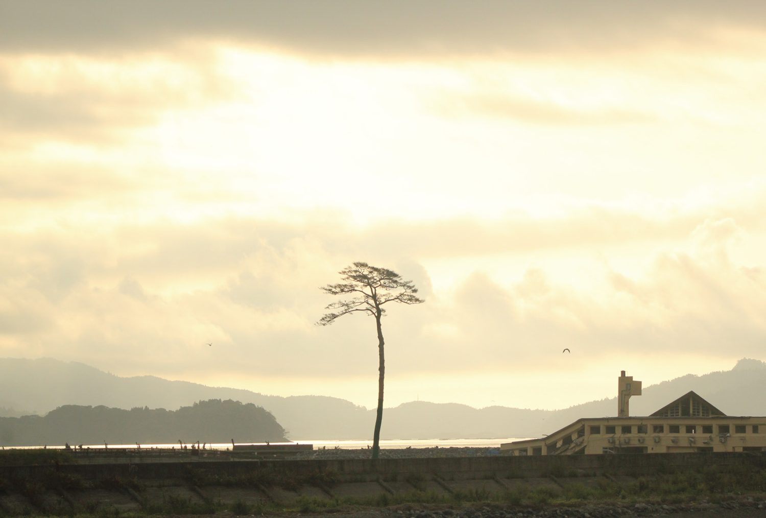 The Miracle Pine at Rikuzentakata
